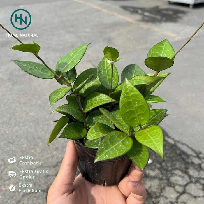 Tanaman Hoya Parasitica l Tanaman Hoya l Tanaman Hoya mini