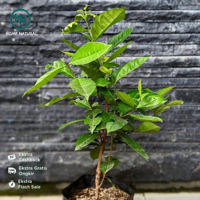 Bibit Tanaman Pohon Salam l Daun Salam l Bibit Daun Salam