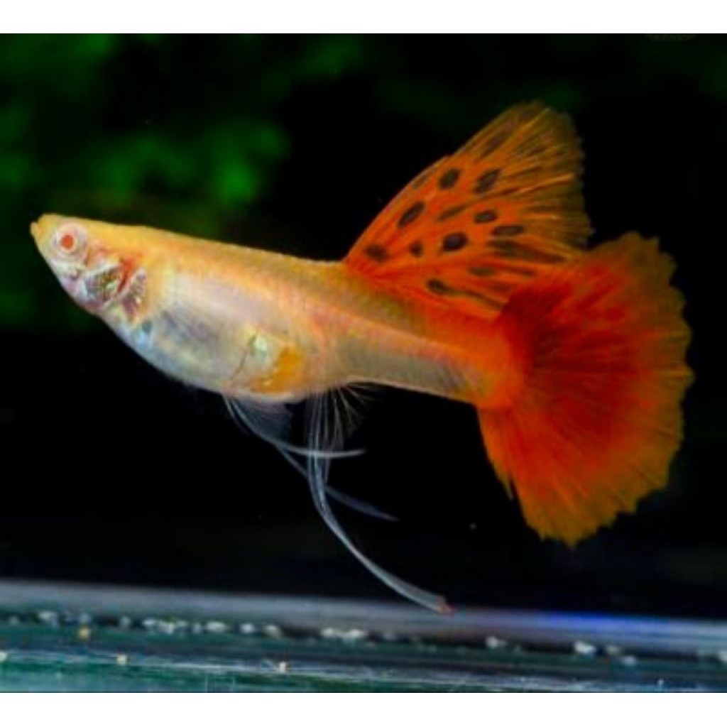 AKSESORIS AQUARIUM SEPASANG GUPPY RIBBON RED LACE SWALLOW RIBBON