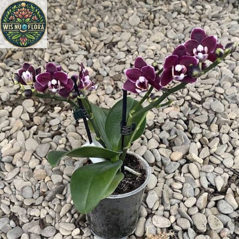 (BISA COD) PROMO Anggrek Bulan Black Papua JUMBO PASCA BUNGA Tanaman Hias Anggrek Bulan Hitam Pekat 