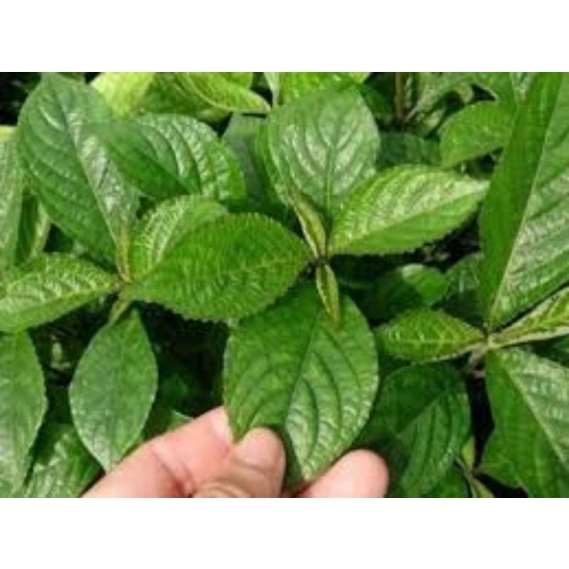 

Promo Daun Keji Beling atau Pecah Beling Segar 500 gram Daun pecah beling / ki beling / keji beling segar