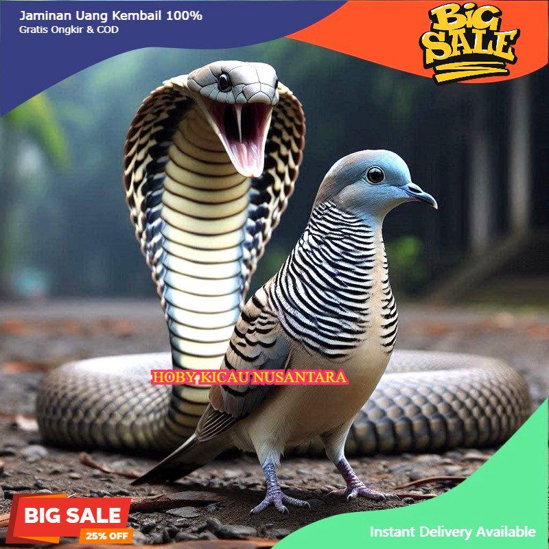 Burung Perkutut Crosing 100% jantan dewasa gacoran pakai ring