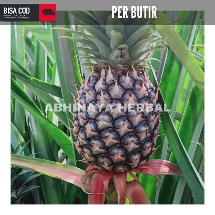 Buah Nanas muda - nanas muda segar herbal ( Per buah )