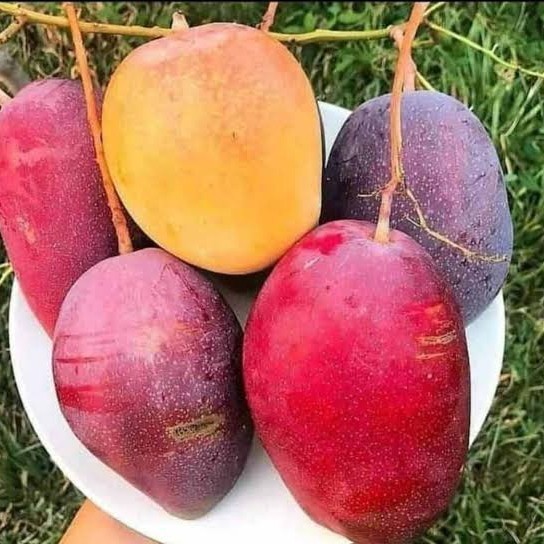 bibit tanaman mangga miyazaki 1 meter cepat berbunga