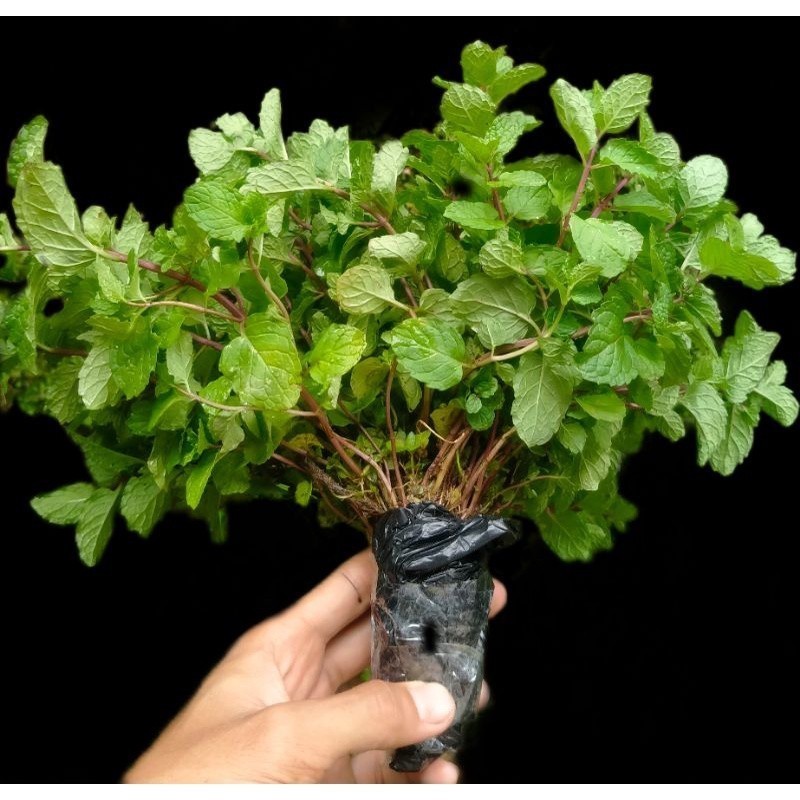 

TERMURAH! DAUN MINT BIBIT DAUN MINT Papermint SEGAR MENTHA Tanaman Herbal (MINT) (STP)