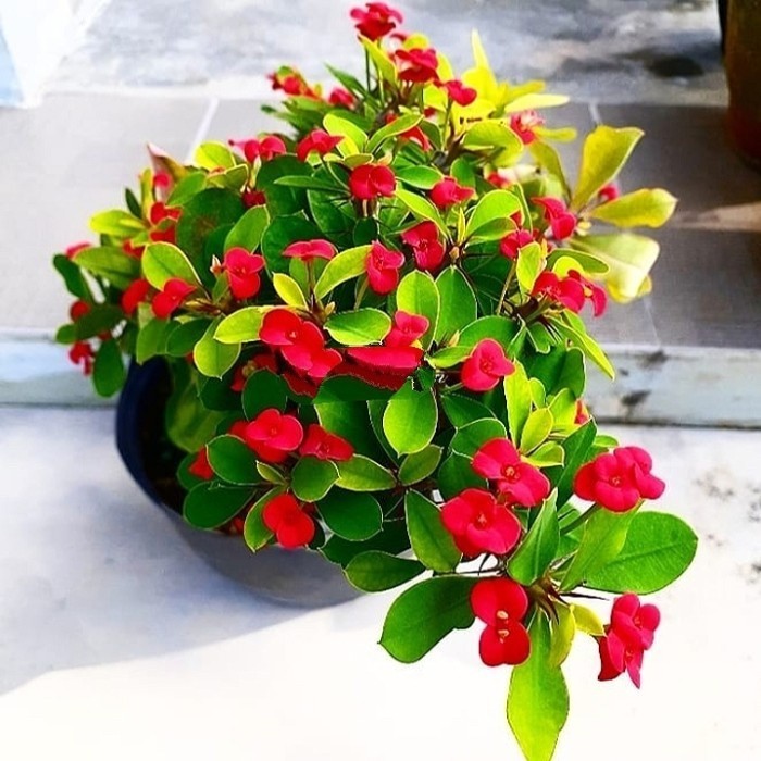 PROMO tanaman hias hidup bunga euphorbia