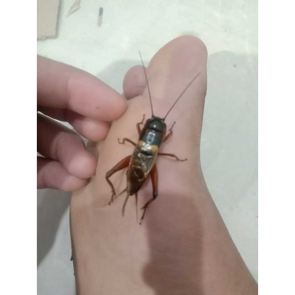 Jangkrik Kalung Aduan, alias Jangkrik Genggong, atau bisa juga Jangkrik Alam.