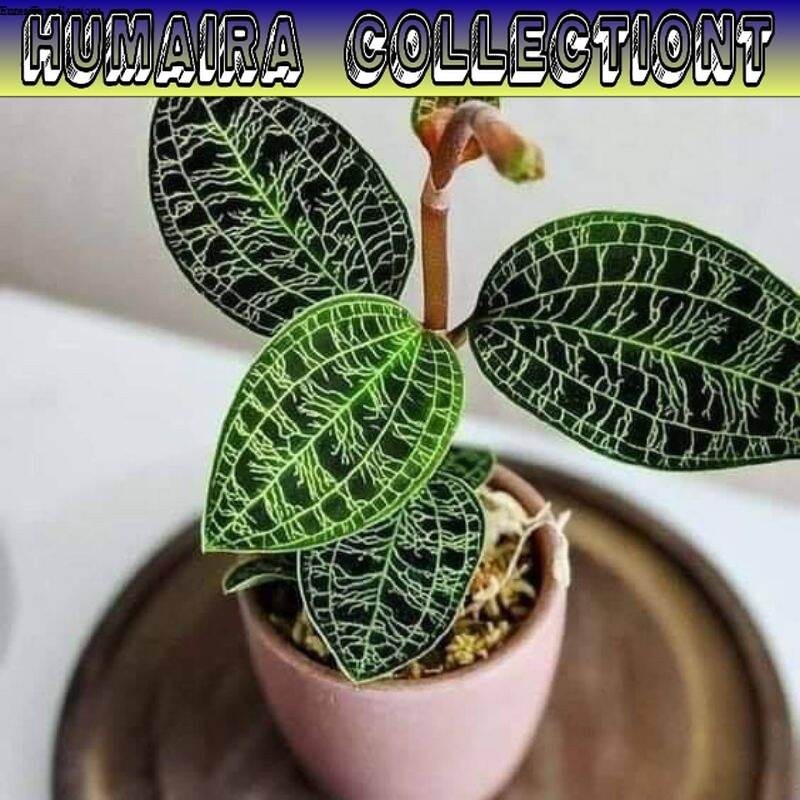 

Tanaman Hias Jewel Orchid Kiaksara Hijau