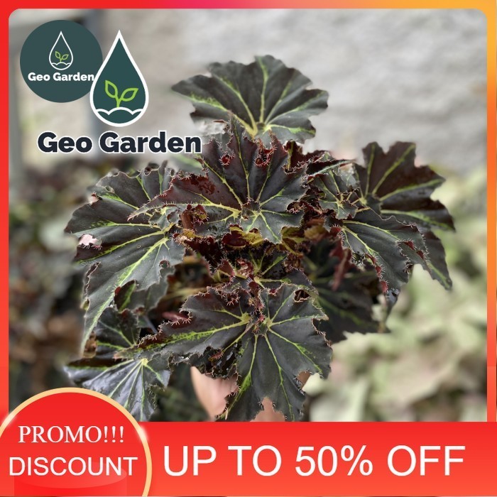 tanaman begonia rex black star