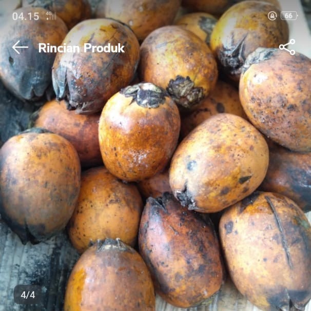 

buah pinang kuning tua 1 kg