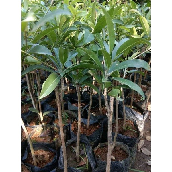 Bibit Tanaman Buah Sawo Mentimun sawo mentimun okulasi