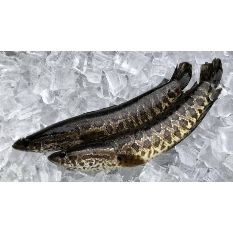 

Ikan Toman Segar