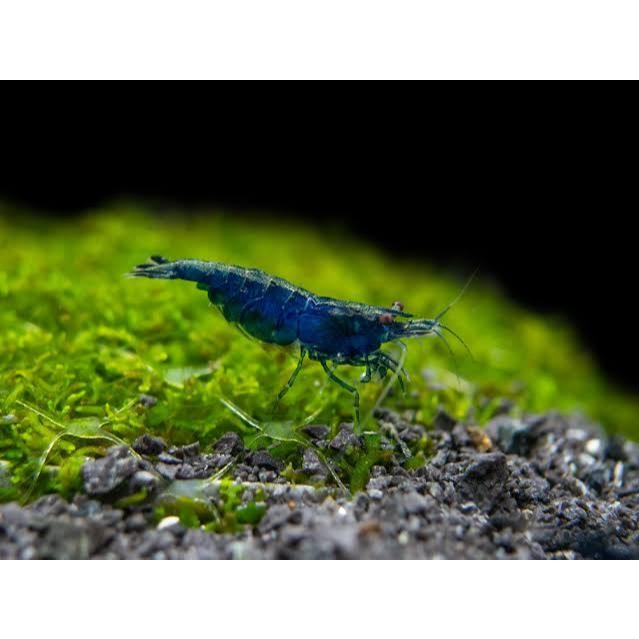 

Udang Blue Diamond Hiasan Aquascape