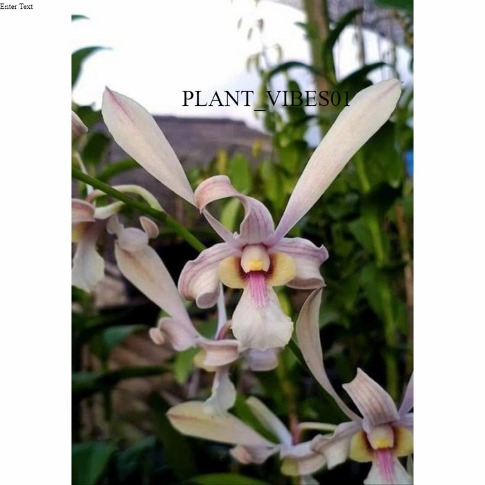 anggrek dendrobium capung kalimantan remaja