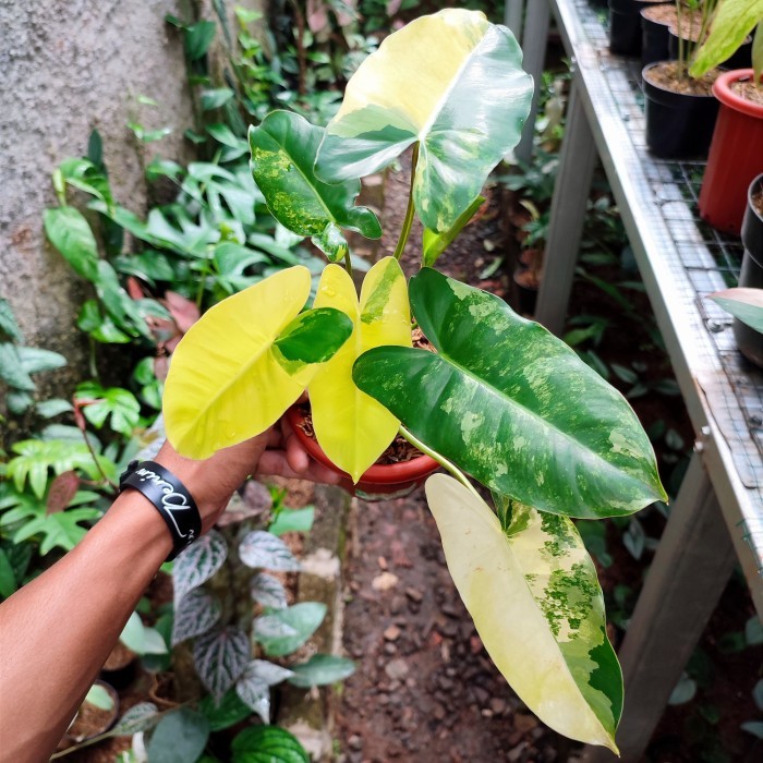 tanaman burlemarx variegata - philodendron burlemarx - brekele var