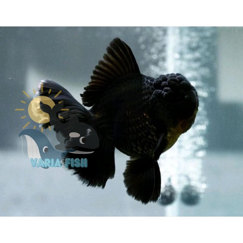 hiasan aquarium bigsale Ikan Hias Mas Koki Oranda Black Mamba Import Grade High Quality / Ikan Mas K