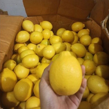 

Jeruk Lemon California 1 BUAH Ukuran kecil