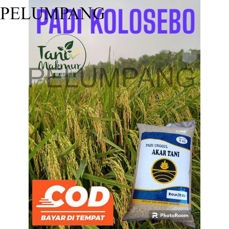 PADI Benih padi Kolosebo kemasan 5kg