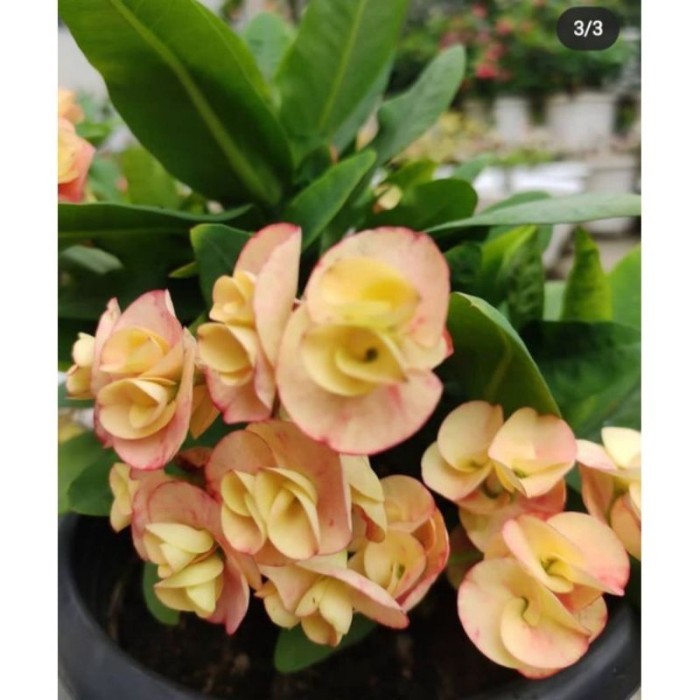 TANAMAN HIAS EUPHORBIA//EUPHORBIA YELLOW PINK - BUNGA HIAS EPORBIA - BUNGA HIAS HIDUP
