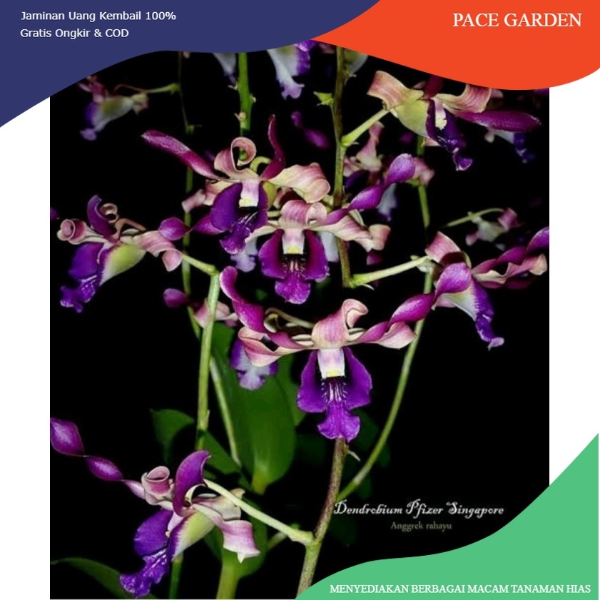 Anggrek Dendrobium Pfizer Singapore Remaja IB
