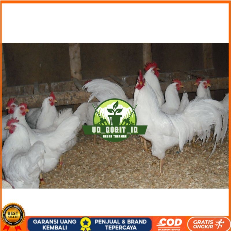 

TELUR AYAM PETELUR WHITE LEGHORN PURE LINE UNTUK DI TETASKAN UD_GOBIT_ID