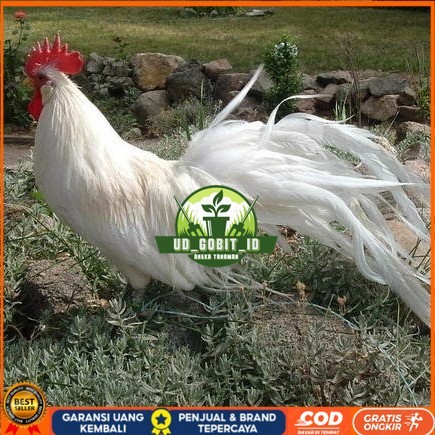 Telur ayam hias onagadori ekor panjang fertil siap ditetaskan - ayam onagadori UD_GOBIT_ID