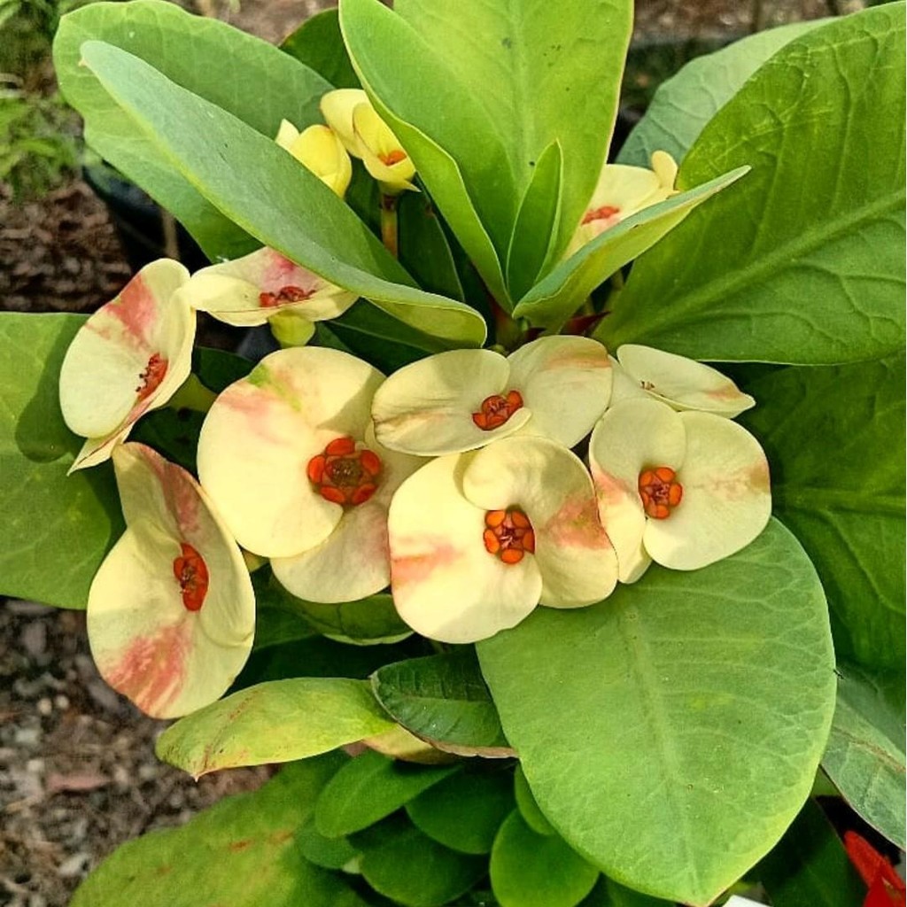 Tanaman Hias Bunga Euphorbia Kuning - Bunga Euphorbia