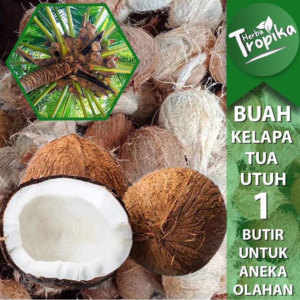 

Buah Kelapa Tua Utuh Kupas Per butir Masih ada air nya toko herba tropika