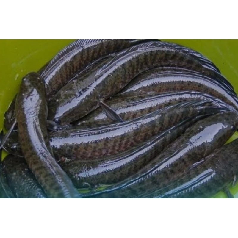 

Ikan Gabus
