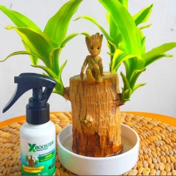 

BONSHAI CANTIK BRAZILIAN WOOD BAHAN BATANG BONSHAI