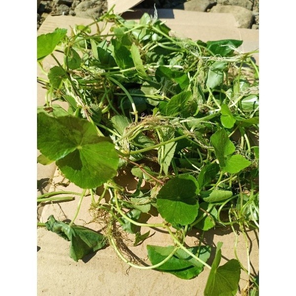 

100gram Daun Pegagan / ANTANAN ( bebas kimia) Rempah_herbalCo