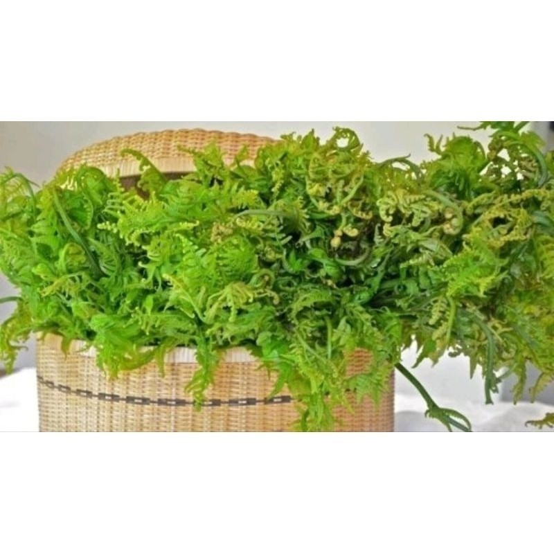 

Ready pakis Sayur/1kg