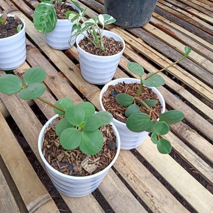 Tanaman hias Hoya coin - Hoya tanaman