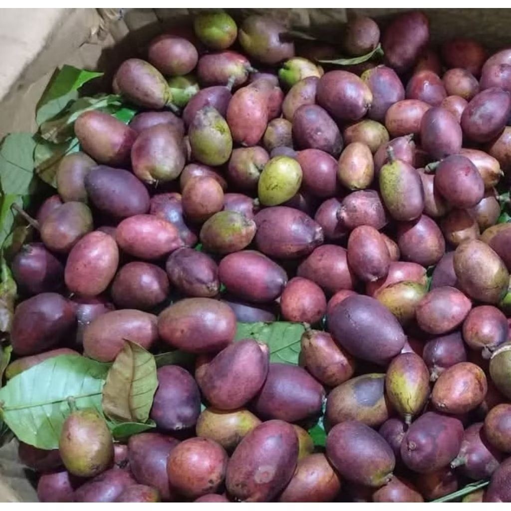 

Buah Matoa 1 Kg Fresh Baru Petik