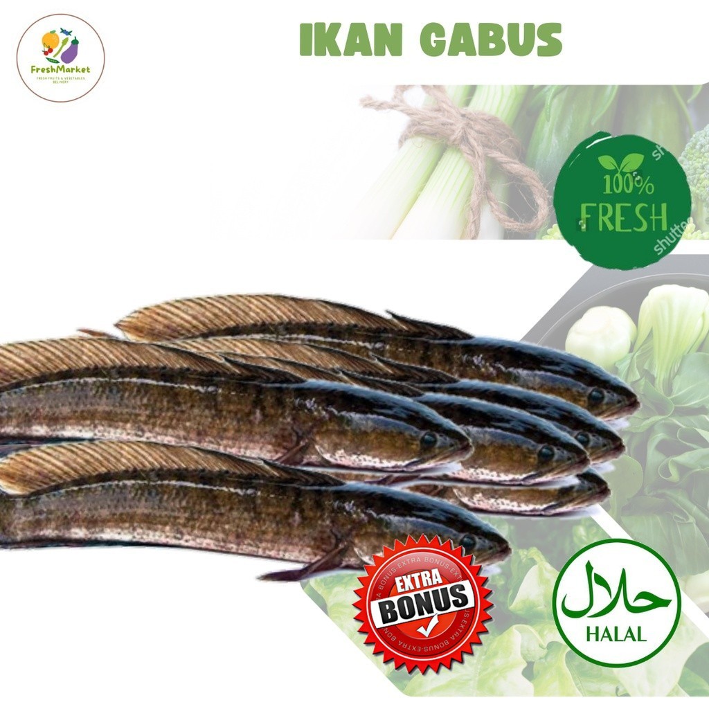 

Ikan Gabus Segar Bersih 1 Kg Sayurinstant