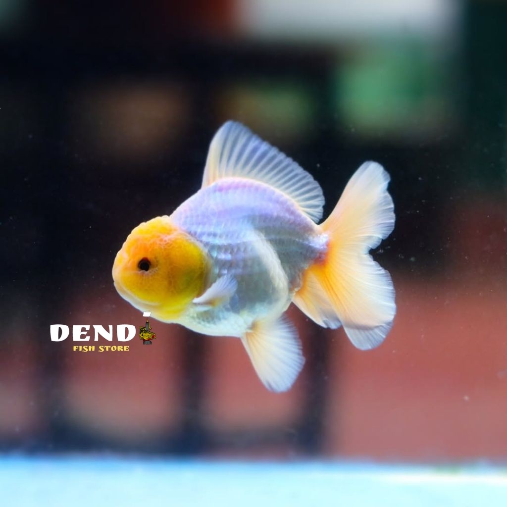 BABY KOKI ORANDA SNOWWHITE 5-6 cm IMUT ISI 3