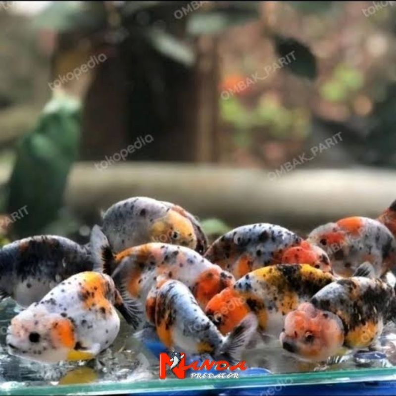 ikan mas koki ranchu PW 5-7 cm PAKET ISI 3