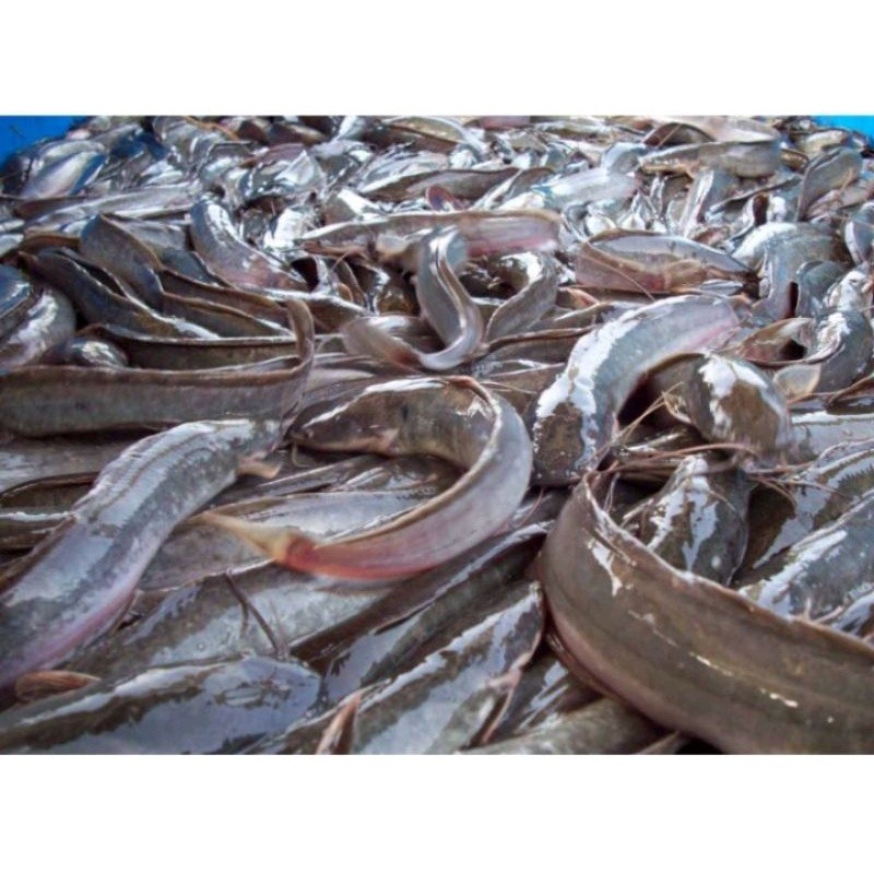 

ikan lele segar per kg