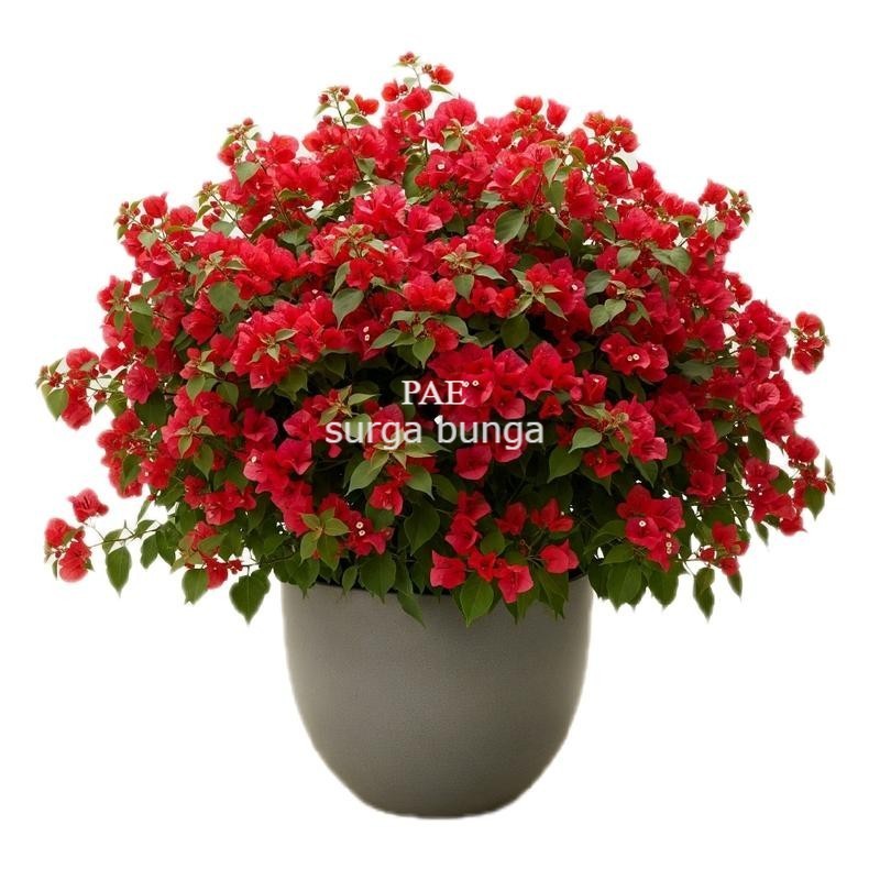 jumbo bunga Bougenville merah ukuran 50-100cm up bugenvil id red mega / red Chilli
