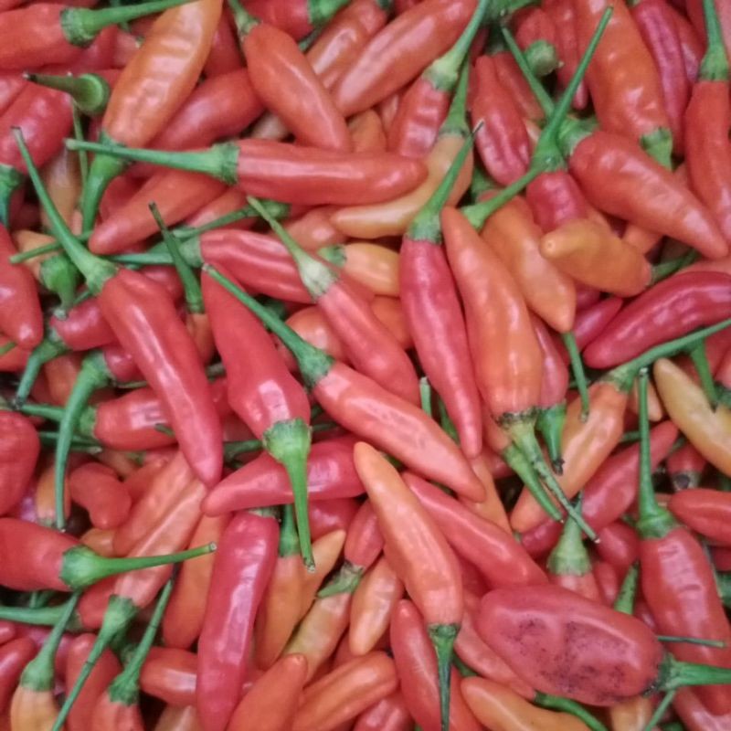 

Paket Cabe Rawit Ori super 1kg