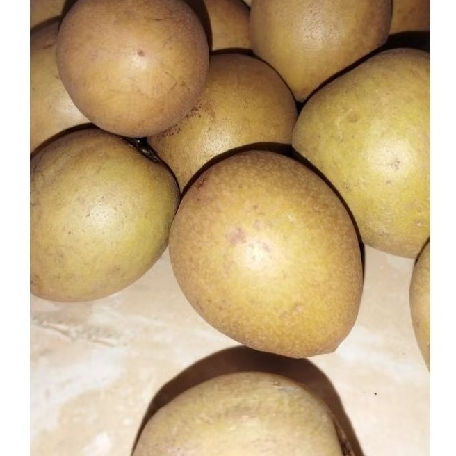 

MTBlazter - Sawo Madu Manis Alami – Buah Segar Langsung dari Petani