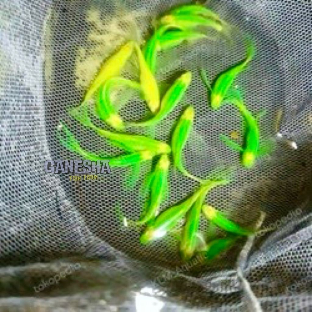 IKAN HIAS DANIO SLAYER DEWASA PAKET ISI 5