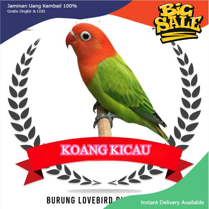 Burung Lovebird Biola Green Pilihan love bird biola gren