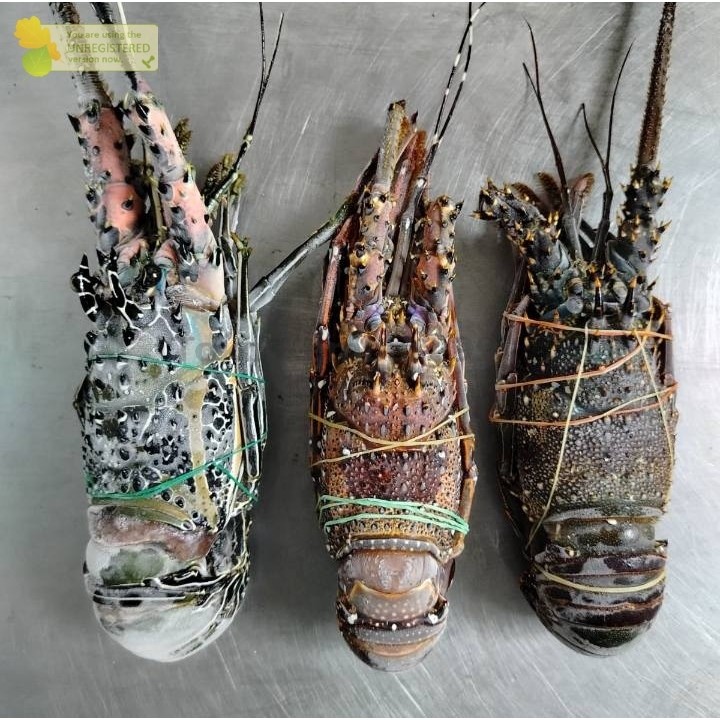 

Udang Lobster Segar Lobster Beku Frozen 1Kg Ikan Segar Konsumsi