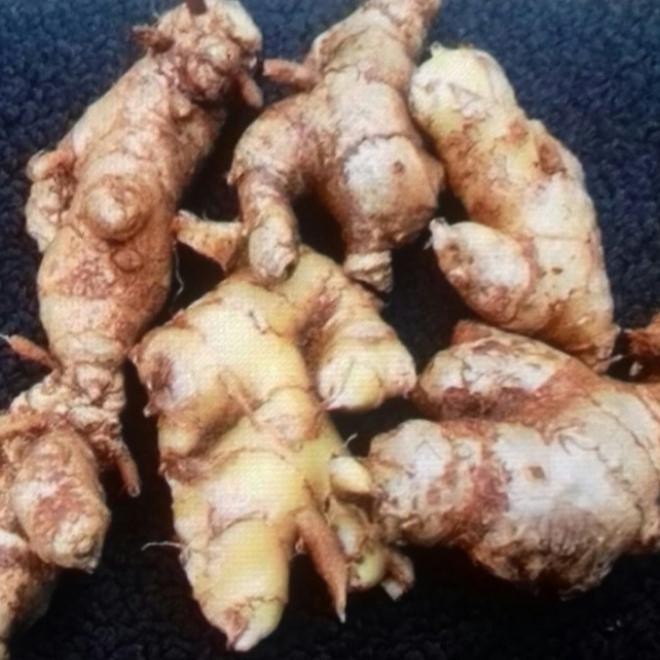 

Lempuyang Gajah segar 500 gram Shop with