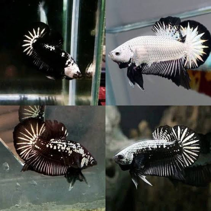 

stiker anomali CUPANG SAMURAI ISI 2 METALIC SIZE M