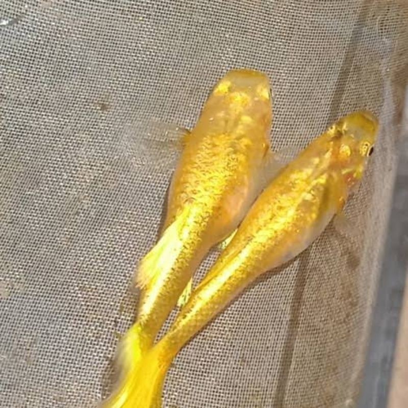 

stiker anomali guppy gold rieal siap breed