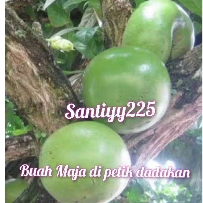 Herbal BUAH MAJA MAJAPAHIT HERBAL