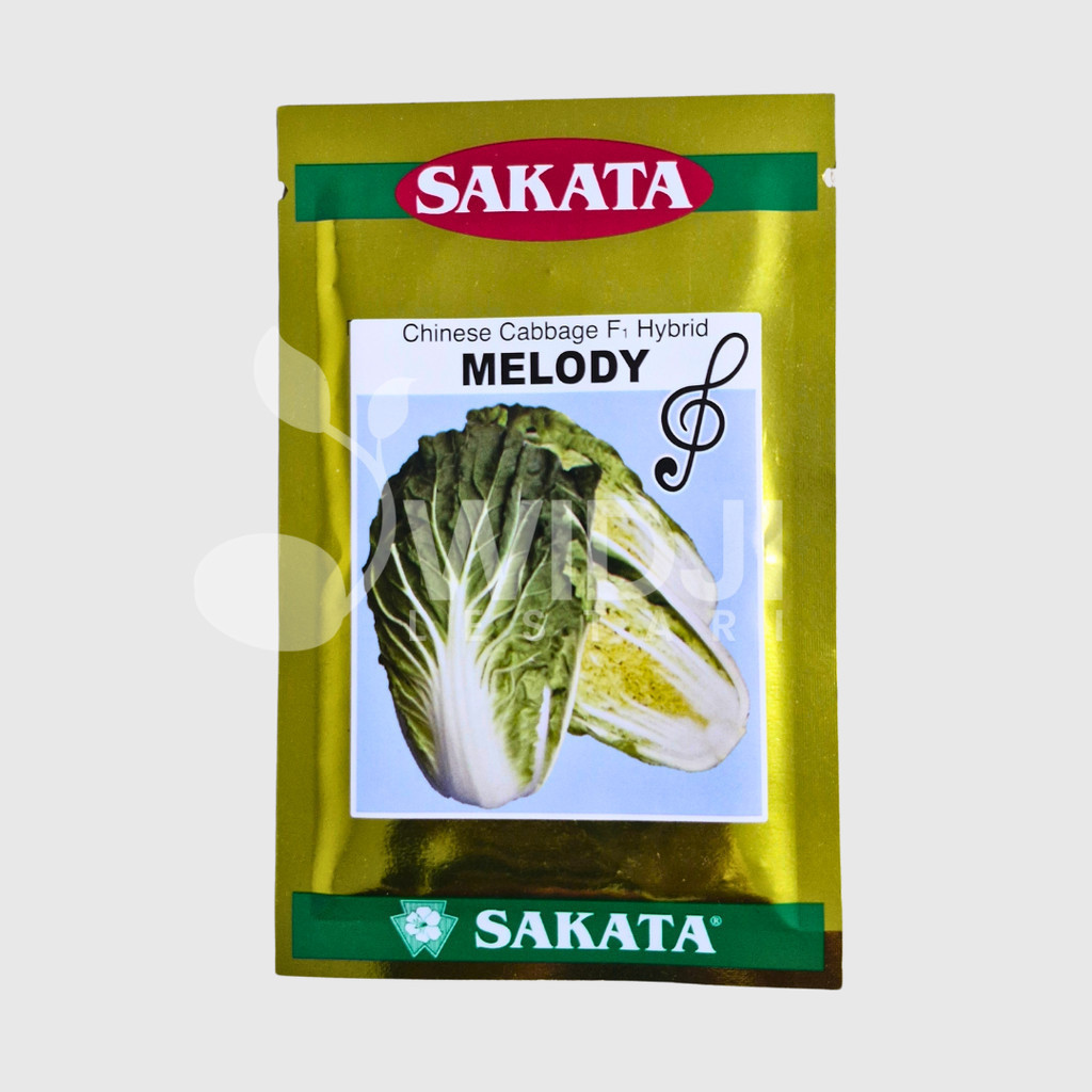 Bibit Sawi Putih Melody F1 Sakata 10gr Panen Cepat dan Produktif