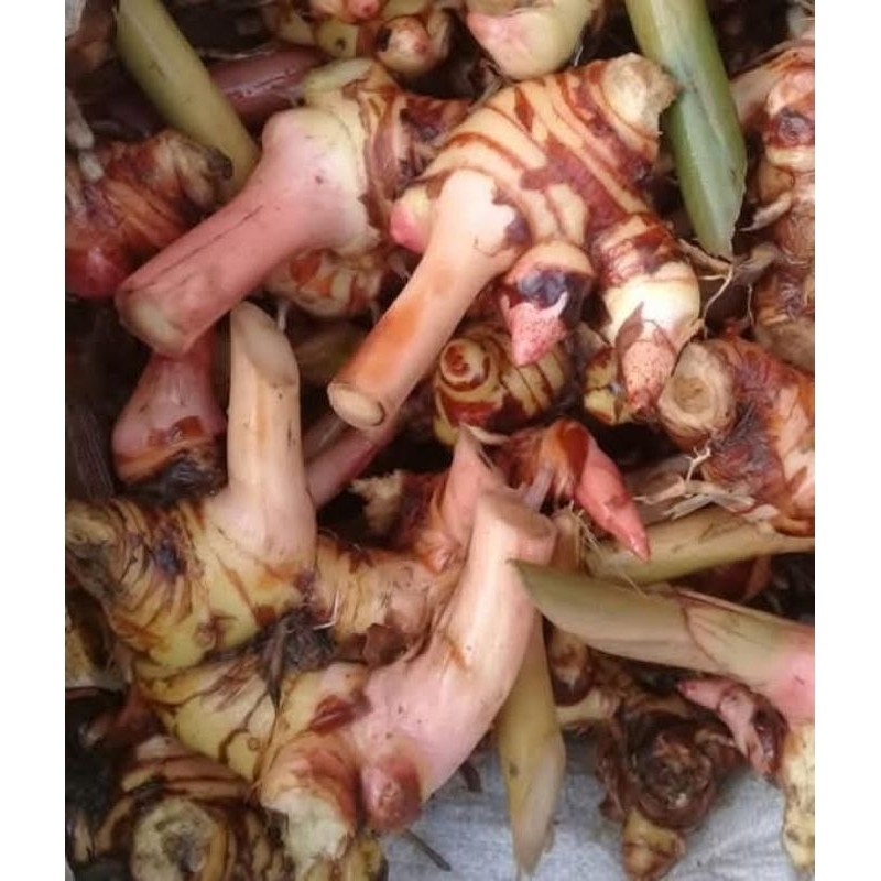 

Lengkuas/Laos Segar/Cuci Bersih/1 Kg